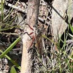 Zosteria sp. (genus) at Sth Tablelands Ecosystem Park - 19 Jan 2024