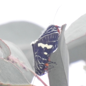 Phalaenoides glycinae at McQuoids Hill - 20 Jan 2024