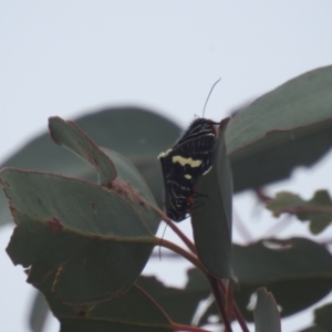 Phalaenoides glycinae at McQuoids Hill - 20 Jan 2024