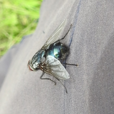 Chetogaster sp. (genus) (Bristle fly) at McQuoids Hill - 20 Jan 2024 by HelenCross