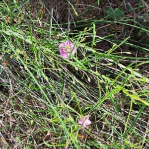 Convolvulus angustissimus subsp. angustissimus at Mount Majura - 20 Jan 2024 10:37 AM