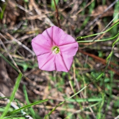 Convolvulus angustissimus subsp. angustissimus at Mount Majura - 20 Jan 2024 10:37 AM