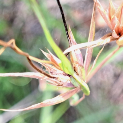 Themeda triandra (Kangaroo Grass) at Watson, ACT - 20 Jan 2024 by abread111