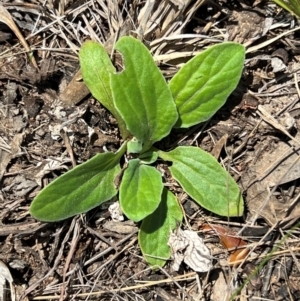 Cymbonotus sp. (preissianus or lawsonianus) at Sth Tablelands Ecosystem Park - 19 Jan 2024