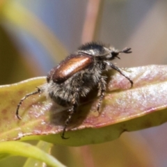 Liparetrus sp. (genus) (Chafer beetle) at Glen Allen, NSW - 17 Jan 2024 by AlisonMilton