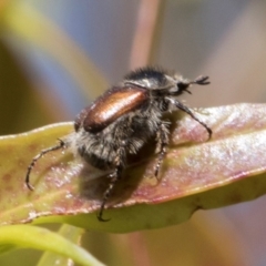 Liparetrus sp. (genus) (Chafer beetle) at Glen Allen, NSW - 18 Jan 2024 by AlisonMilton