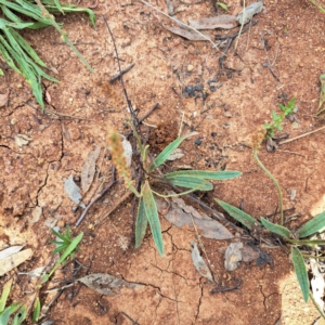 Plantago varia at Mount Majura - 20 Jan 2024