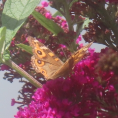 Junonia villida (Meadow Argus) at QPRC LGA - 20 Jan 2024 by MatthewFrawley