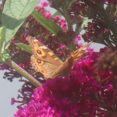 Junonia villida (Meadow Argus) at QPRC LGA - 19 Jan 2024 by MatthewFrawley