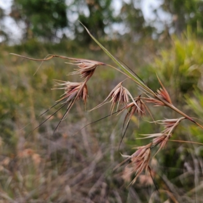 Themeda triandra (Kangaroo Grass) at QPRC LGA - 20 Jan 2024 by MatthewFrawley