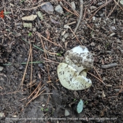 Amanita phalloides (Death Cap) at Giralang, ACT - 16 Jan 2024 by AlexGM