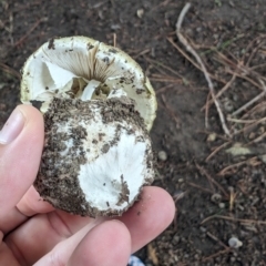 Amanita phalloides at Giralang, ACT - 16 Jan 2024 08:56 PM