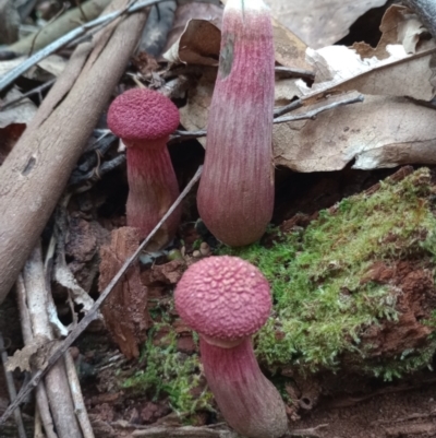 Unidentified Bolete - Fleshy texture, stem central (more-or-less) at Arrawarra, NSW - 11 Jan 2024 by poszum