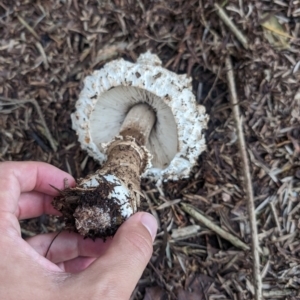 Amanita sp. at Lake Ginninderra - 14 Jan 2024 09:12 PM