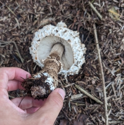 Amanita sp. (Amanita sp.) at Lake Ginninderra - 14 Jan 2024 by AlexGM