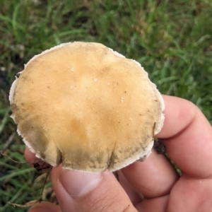 Stropharia sp. at Lake Ginninderra - 14 Jan 2024