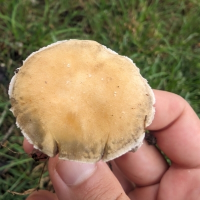 Stropharia sp. at Lake Ginninderra - 14 Jan 2024 by AlexGM