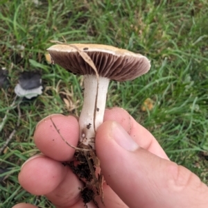 Stropharia sp. at Lake Ginninderra - 14 Jan 2024