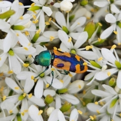Castiarina scalaris (Scalaris jewel beetle) at QPRC LGA - 20 Jan 2024 by MatthewFrawley