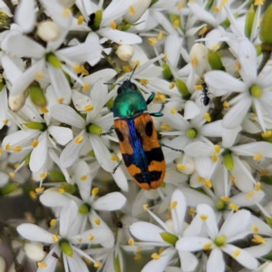 Castiarina scalaris at QPRC LGA - 20 Jan 2024 04:42 PM