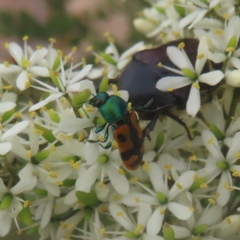 Castiarina scalaris at QPRC LGA - 20 Jan 2024