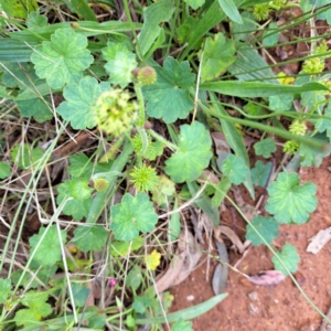 Hydrocotyle laxiflora at Mount Majura - 20 Jan 2024 10:48 AM