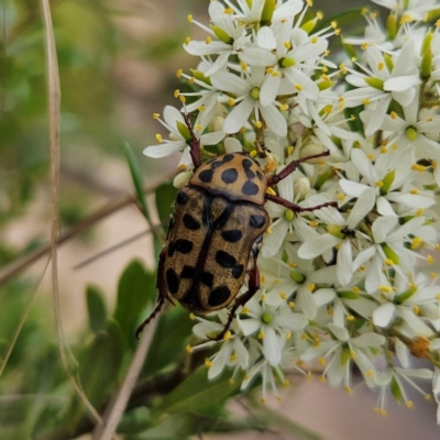 Neorrhina punctatum (Spotted flower chafer) at QPRC LGA - 20 Jan 2024 by MatthewFrawley