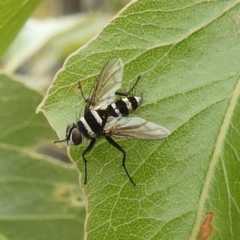 Trigonospila sp. (genus) (A Bristle Fly) at Kambah, ACT - 20 Jan 2024 by HelenCross