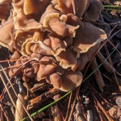 Unidentified Fungus at Giralang, ACT - 18 Jan 2024 by AlexGM