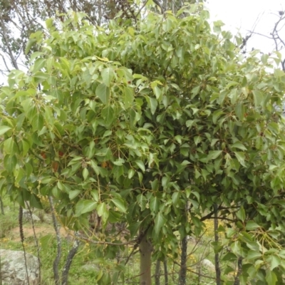 Brachychiton populneus subsp. populneus (Kurrajong) at McQuoids Hill - 20 Jan 2024 by HelenCross