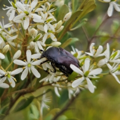 Bisallardiana gymnopleura (Brown flower chafer) at Bombay, NSW - 20 Jan 2024 by MatthewFrawley