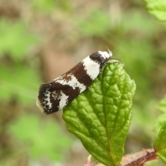 Isomoralla eriscota (A concealer moth) at Kambah, ACT - 20 Jan 2024 by HelenCross