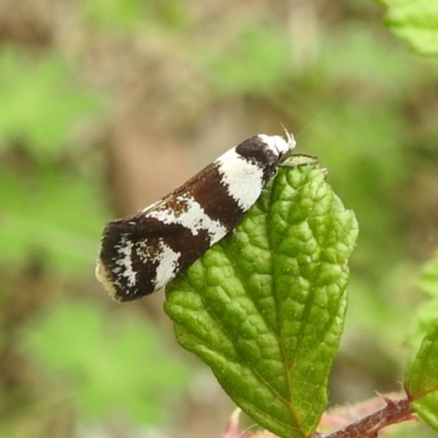 Isomoralla eriscota (A concealer moth) at Kambah, ACT - 20 Jan 2024 by HelenCross