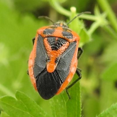 Agonoscelis rutila (Horehound bug) at Kambah, ACT - 20 Jan 2024 by HelenCross