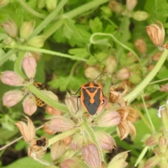 Agonoscelis rutila at McQuoids Hill - 20 Jan 2024