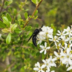 Scolia (Discolia) verticalis (Yellow-headed hairy flower wasp) at Bombay, NSW - 20 Jan 2024 by MatthewFrawley