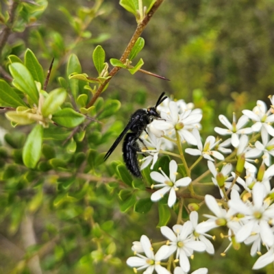 Scolia (Discolia) verticalis (Yellow-headed hairy flower wasp) at QPRC LGA - 20 Jan 2024 by MatthewFrawley