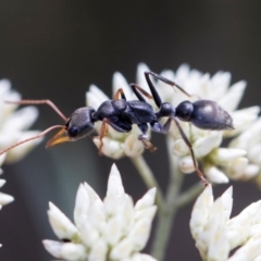 Myrmecia sp., pilosula-group (Jack jumper) at Glen Allen, NSW - 18 Jan 2024 by AlisonMilton