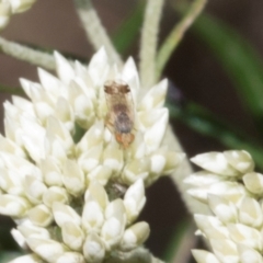 Trupanea (genus) (Fruit fly or seed fly) at Glen Allen, NSW - 18 Jan 2024 by AlisonMilton