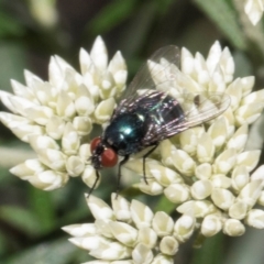 Unidentified True fly (Diptera) at Glen Allen, NSW - 17 Jan 2024 by AlisonMilton