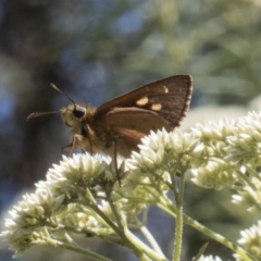 Timoconia flammeata (Bright Shield-skipper) at Glen Allen, NSW - 18 Jan 2024 by AlisonMilton