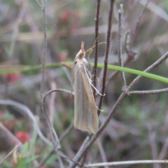 Hednota bivittella (Webworm) at Bombay, NSW - 20 Jan 2024 by MatthewFrawley