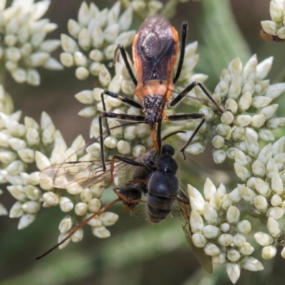 Gminatus australis (Orange assassin bug) at Glen Allen, NSW - 18 Jan 2024 by AlisonMilton