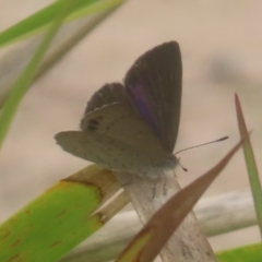 Erina hyacinthina (Varied Dusky-blue) at QPRC LGA - 20 Jan 2024 by MatthewFrawley