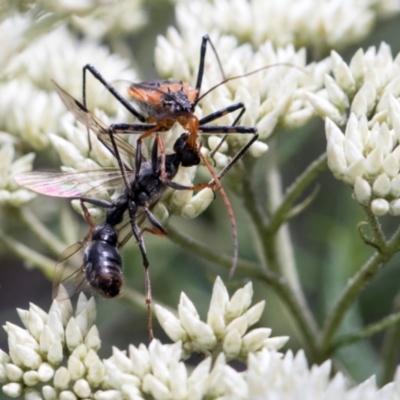 Myrmecia sp. (genus) (Bull ant or Jack Jumper) at Glen Allen, NSW - 17 Jan 2024 by AlisonMilton