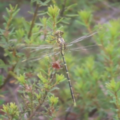 Austrogomphus guerini (Yellow-striped Hunter) at QPRC LGA - 20 Jan 2024 by MatthewFrawley