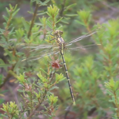 Austrogomphus guerini (Yellow-striped Hunter) at Bombay, NSW - 20 Jan 2024 by MatthewFrawley