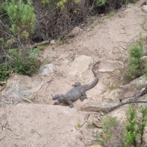 Varanus rosenbergi at Namadgi National Park - suppressed