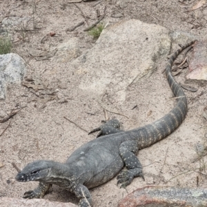 Varanus rosenbergi at Namadgi National Park - suppressed