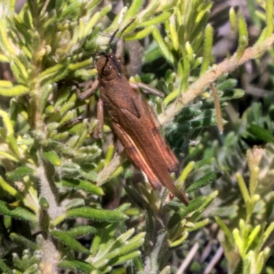 Goniaea opomaloides (Mimetic Gumleaf Grasshopper) at Glen Allen, NSW - 17 Jan 2024 by AlisonMilton